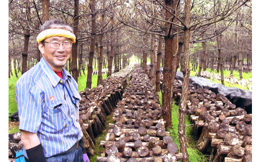 秋田県産 原木生椎茸（600～650g）農薬不使用 産地直送