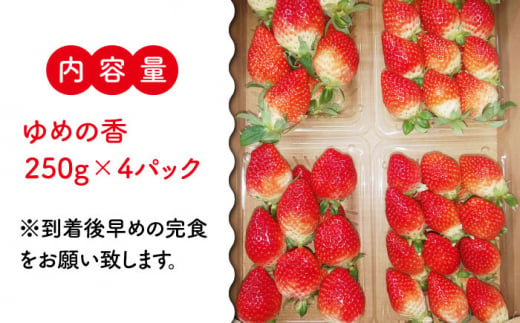 【12月23日お届け クリスマス用】いちご ゆめの香 約1kg（250g×4パック）長崎県/わたる農園 [42AABB007]