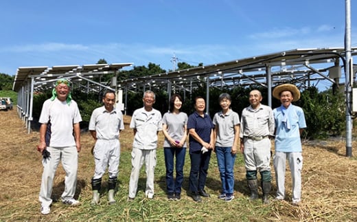 国産万葉榊 1対（2束）高さ約35cm 幅約15cm【豊かな自然に囲まれた埼玉県美里町で心を込めて育てた国産のヒ榊】 [No.168]