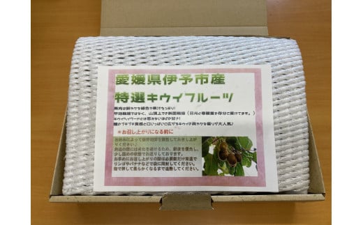 キウイフルーツ 2kg 秀品 【糖度14度～16度】 人気 数量限定 キウイ 愛媛  【2024年11月以降発送】｜B152