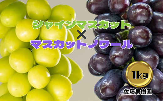 [No.5657-4040]白ぶどう(シャインマスカット)＆黒ぶどう(マスカットノワール) 合計1kg以上 (各1房) 《佐藤果樹園》■2025年発送■※9月中旬頃～11月上旬頃まで順次発送予定