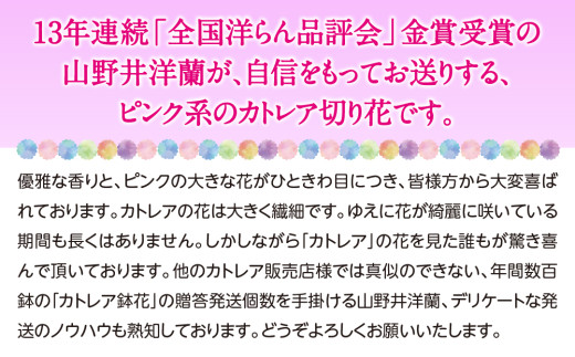 大輪ピンクカトレア切り花 5輪コース 切り花カトレア 5りん 全国洋らん品評会13年連続金賞受賞 山野井洋蘭 カトレア