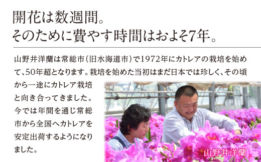 大輪ピンクカトレア切り花 5輪コース 切り花カトレア 5りん 全国洋らん品評会13年連続金賞受賞 山野井洋蘭 カトレア