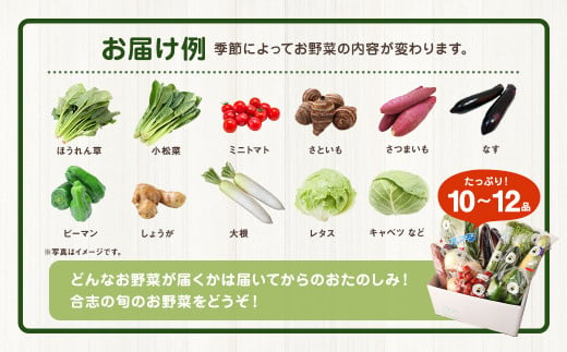 熊本県 合志の旬の お野菜 定期便 年10回 コース