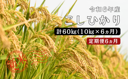 150265【令和6年産／お米定期便／6ヵ月】しまね川本 こしひかり 10kg (計60kg）