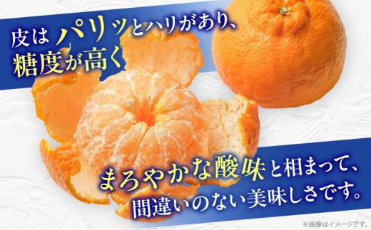 初夏に味わえる柑橘 貯蔵デコポン 約2.7kg【2025年5月中旬～2025年6月下旬配送】