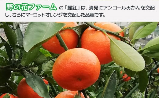 【先行予約・数量限定】野の花ファーム 訳あり 麗紅 3kg みかん ミカン オレンジ 蜜柑 フルーツ 旬 果物 くだもの 大分県産 九州産 津久見市 国産