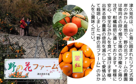 【先行予約・数量限定】野の花ファーム 訳あり 麗紅 3kg みかん ミカン オレンジ 蜜柑 フルーツ 旬 果物 くだもの 大分県産 九州産 津久見市 国産