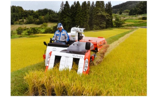 米 はえぬき 令和6年産 10kg （1袋） 2024年産 農家直送 精米 こめ コメ 山形県 朝日町産