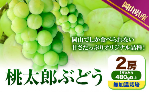 229.【先行予約】 岡山県産 桃太郎ぶどう  2房 (480g以上)  無加温栽培【配送不可地域あり】 《9月上旬-10月末頃に出荷予定(土日祝除く)》 岡山県 矢掛町 ぶどう 葡萄 果物