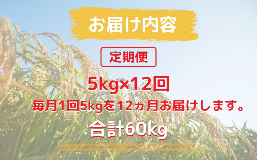 150261【令和6年産／お米定期便／12ヵ月】しまね川本 こしひかり 5kg (計60kg）