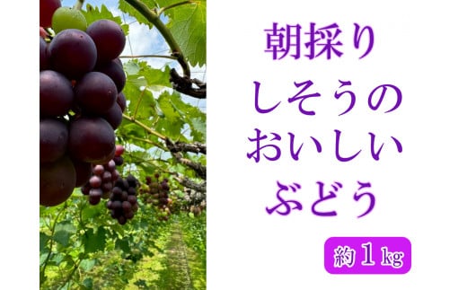 I6【 令和6年産　先行受付】しそうのおいしい ぶどう　約 1㎏　（ 藤稔 ・ 紫玉 ・ ピオーネ  その他 品種指定不可 ）