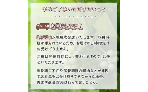 【先行予約】ぶどう詰め合わせ 2kg シャインマスカット 安芸クイーン 巨峰 など