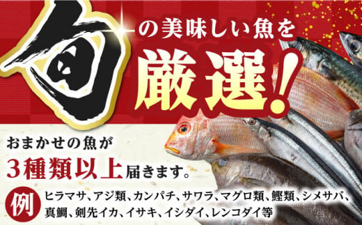 【全12回定期便】対馬 イカ 姿造り と 刺身 の セット 【真心水産】《対馬市》新鮮 海鮮 いか 冷凍 刺身 ケンサキイカ 島魚 海鮮丼 手巻き寿司 [WAK015]