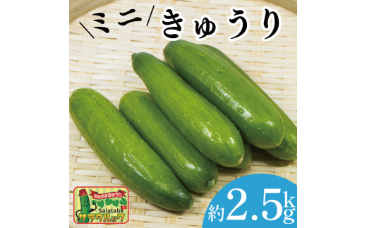 野菜 夏野菜 きゅうり  ミニきゅうり 2.5kg 小分け 胡瓜 ピクルス サラタルック サラダ 漬物 浅漬け キムチ オイキムチ 冷蔵