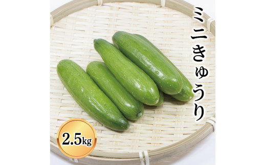 野菜 夏野菜 きゅうり  ミニきゅうり 2.5kg 小分け 胡瓜 ピクルス サラタルック サラダ 漬物 浅漬け キムチ オイキムチ 冷蔵