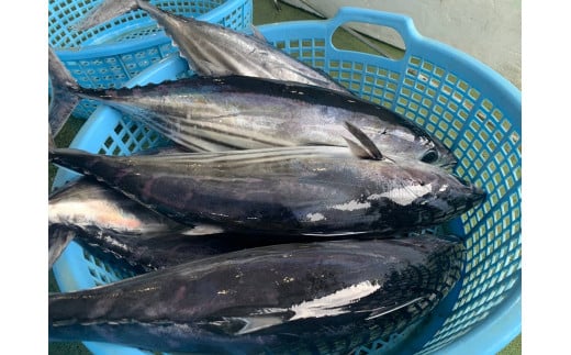 一本一本釣り上げた高鮮度・高品質・脂ののった鰹