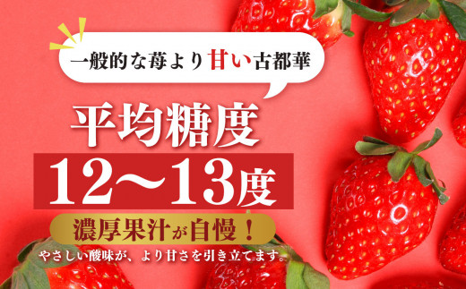 先行予約 いちご 平群の古都華 L～2Lサイズ 計4パック  2月発送 古都華 阪野農園 | 果物 くだもの フルーツ 苺 イチゴ いちご ストロベリー 古都華 ことか 旬の品種 奈良県 平群町