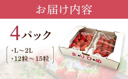 まりひめイチゴ L～２L 12粒～15粒×4パック【2025年1月初旬から発送】【先行販売】【KG8】