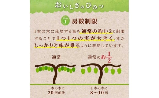 《2025年先行予約》山形県 高畠町産 シャインマスカット 3.2kg( 4～6房) 2025年10月中旬から順次発送 ぶどう ブドウ 葡萄 マスカット 大粒 種なし 高級 くだもの 果物 フルーツ 秋果実 産地直送 農家直送 数量限定 F20B-855