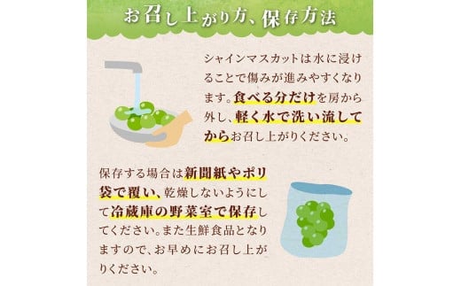 《2025年先行予約》山形県 高畠町産 シャインマスカット 3.2kg( 4～6房) 2025年10月中旬から順次発送 ぶどう ブドウ 葡萄 マスカット 大粒 種なし 高級 くだもの 果物 フルーツ 秋果実 産地直送 農家直送 数量限定 F20B-855