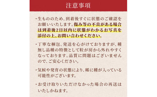 《2025年先行予約》山形県 高畠町産 シャインマスカット 3.2kg( 4～6房) 2025年10月中旬から順次発送 ぶどう ブドウ 葡萄 マスカット 大粒 種なし 高級 くだもの 果物 フルーツ 秋果実 産地直送 農家直送 数量限定 F20B-855