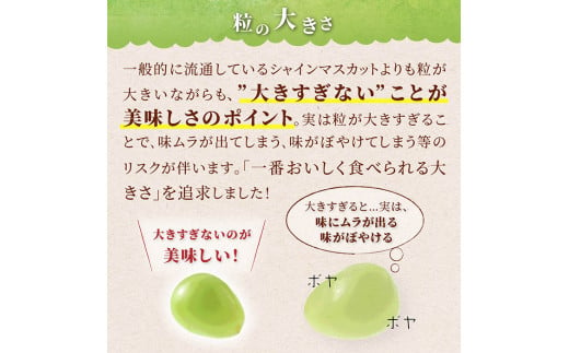 《2025年先行予約》山形県 高畠町産 シャインマスカット 3.2kg( 4～6房) 2025年10月中旬から順次発送 ぶどう ブドウ 葡萄 マスカット 大粒 種なし 高級 くだもの 果物 フルーツ 秋果実 産地直送 農家直送 数量限定 F20B-855