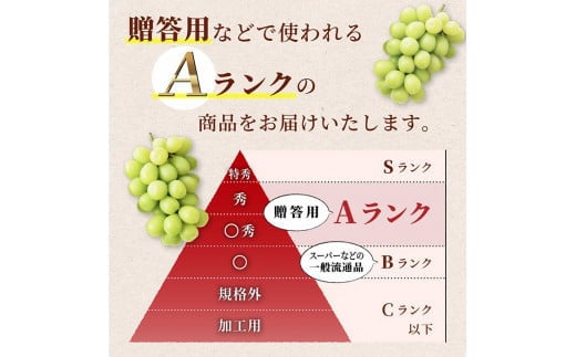 《2025年先行予約》山形県 高畠町産 シャインマスカット 3.2kg( 4～6房) 2025年10月中旬から順次発送 ぶどう ブドウ 葡萄 マスカット 大粒 種なし 高級 くだもの 果物 フルーツ 秋果実 産地直送 農家直送 数量限定 F20B-855