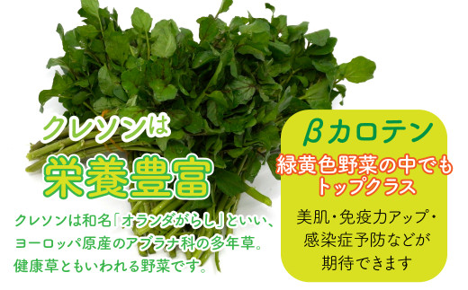 【産地直送】朝摘み新鮮！道志村産クレソン 20束（1400～1600g）DSAA003