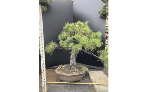 盆栽（黒松）「右近次」japanese black pine | ぼんさい 木 まつ 東京都