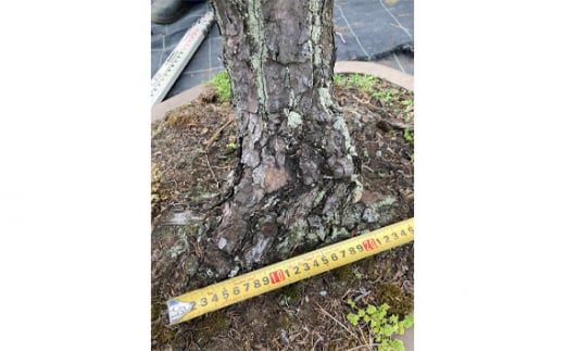 盆栽（黒松）「右近次」japanese black pine | ぼんさい 木 まつ 東京都