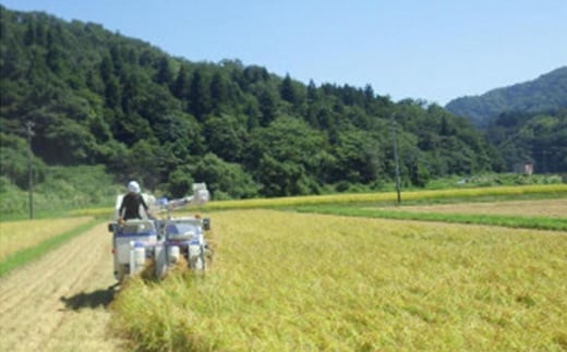 定期便 6回 隔月 【2ヵ月毎定期便】新潟県上越市浦川原産 極上の雪国米 コシヒカリ 6kg (2kg×3) 精米 全6回