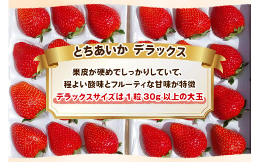 澳原いちご農園の完熟朝摘みとちあいか デラックス《1月中旬より順次出荷》｜いちご 苺 フルーツ 果物 産地直送 [0509]