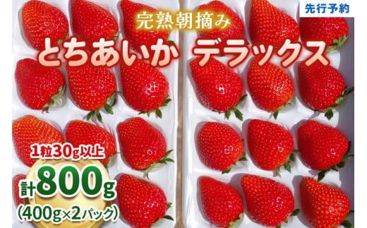 澳原いちご農園の完熟朝摘みとちあいか デラックス《1月中旬より順次出荷》｜いちご 苺 フルーツ 果物 産地直送 [0509]