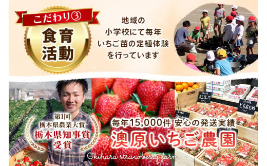 澳原いちご農園の完熟朝摘みとちあいか デラックス《1月中旬より順次出荷》｜いちご 苺 フルーツ 果物 産地直送 [0509]