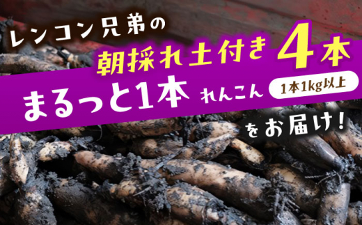 【先行予約】産地直送！朝採れ土付き鍬掘り　レンコン4kg　野菜　れんこん　根菜　愛西市/レンコン兄弟 [AECL003]