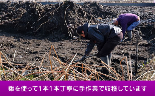 【先行予約】産地直送！朝採れ土付き鍬掘り　レンコン4kg　野菜　れんこん　根菜　愛西市/レンコン兄弟 [AECL003]