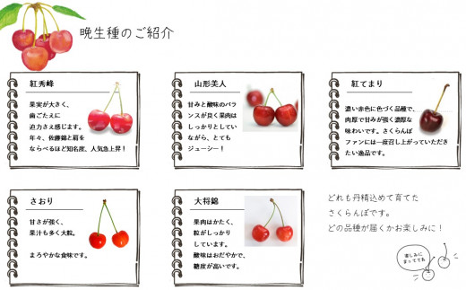 KS04-24A さくらんぼ 晩生種 900g（松川町産） ／2024年6月下旬頃～配送予定