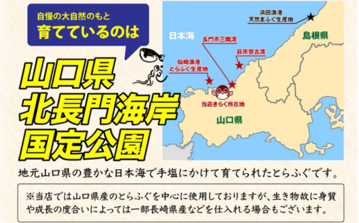 山口県の豊かな日本海で育てられた「とらふぐ」です。