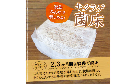 山梨県 忍野村産 生きくらげで頂く薬膳スープセット 4人前 栽培用キクラゲ菌床1つ付 純国産