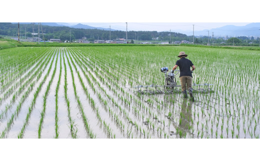 *【令和6年度産】特別栽培米 コシヒカリ 清流の恵 10kg | 米 お米 コメ こめ 精米 白米 はくまい コシヒカリ 長野県 松川村 優秀賞 信州