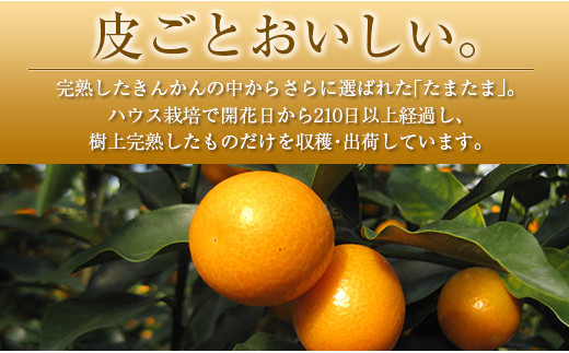 ◆宮崎県産 完熟きんかん「たまたま」 糖度16度以上 約3kg
