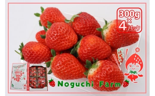 No.1410 Noguchi Farm のおいしいイチゴ 約1200g（300g×4パック）