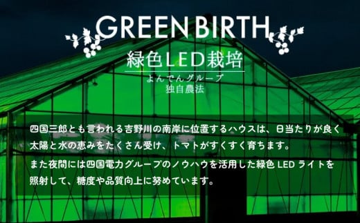 トマト ミディトマト 1.5kg (250g×6) グリーンバース 2024年 11月～ 発送予定 野菜 やさい 果物 スイーツ ジュース トマトジュース パスタ スパゲッティ ソース サラダ ドレッシング サンドイッチ ハンバーガー ピザ カレー プチトマト 送料無料 四電工 徳島県 吉野川市