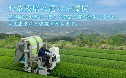 【全3回定期便】「あっさりとした有機栽培茶」さざの 有機栽培茶 芽吹き （100g×3本/回）【宝緑園】 [QAH025]