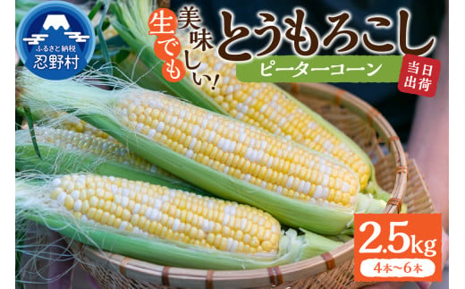 《先行予約》 富士北麓忍野村の気候、水、自然で作られた朝採りトウモロコシ《ピーターコーン》4本～6本（約2.5㎏）※2025年8月上旬～9月下旬頃に順次発送予定