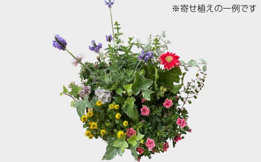 ガーデニングコンシェルジュが育てた季節の花 寄せ植え[髙島屋選定品］京都・南丹市八木町　021N345 