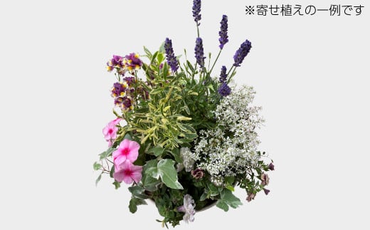 ガーデニングコンシェルジュが育てた季節の花 寄せ植え[髙島屋選定品］京都・南丹市八木町　021N345 