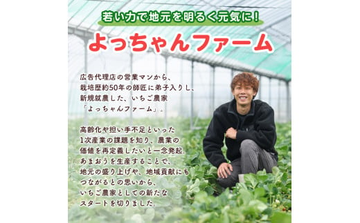 訳あり いちごの王様【あまおう】冷凍いちご (計1.6kg) 苺 いちご あまおう フルーツ 果物 冷凍 数量限定＜離島配送不可＞【ksg1322】【よっちゃんファーム】