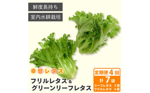 定期便 4回 野菜 詰め合わせ セット レタス 計7個 幸せレタス フリルレタス 4個 グリーンリーフ 3個 水耕栽培  LED 栽培 低菌 野菜 丸ごと ベジタブル 副菜 常備菜 サラダ ヴィーガン ヘルシー